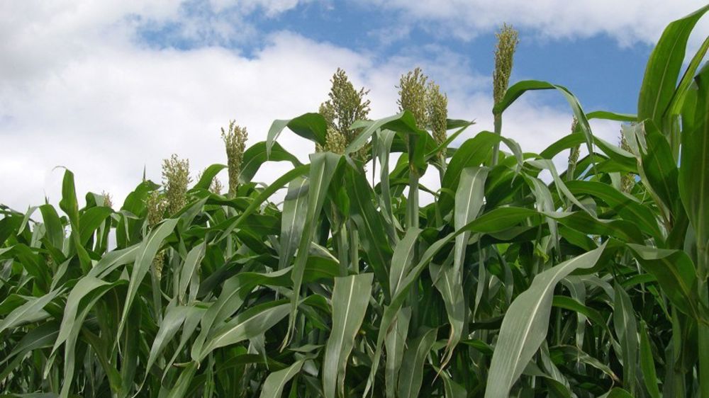Le sorgho peut devancer le maïs dans des contextes à faible potentiel. 