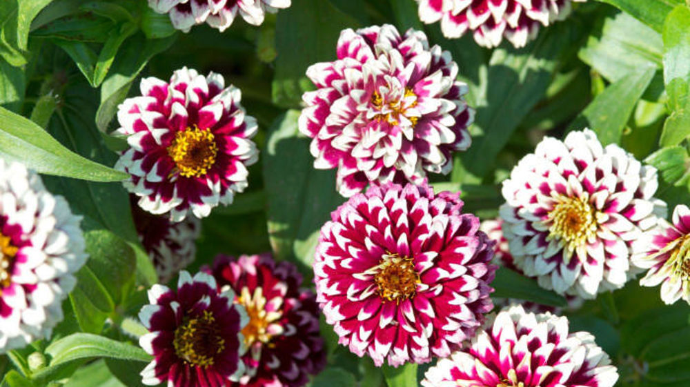 Zinnia haageana 'Jazzy' Red.