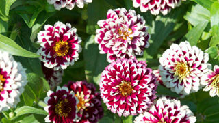 Zinnia haageana 'Jazzy' Red. Zinnia haageana 'Jazzy' Red.