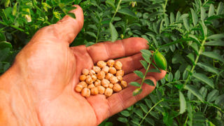 Le pois chiche est une légumineuse savoureuse et nutritive qui se cuisine comme le petit pois. Le pois chiche est une légumineuse savoureuse et nutritive qui se cuisine comme le petit pois.