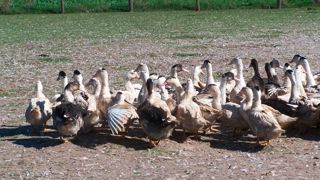 En canards gras, les résultats du projet de recherche Acte ont été publiés à la fin de 2024.