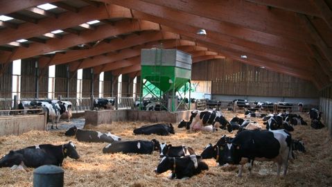 Vaches laitières en stabulation