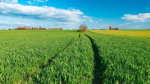 Au 14 avril 2025, 75 % des parcelles de blé tendre sont considérées dans un état bon à très bon, d'après l'observatoire Céré'Obs de FranceAgriMer.