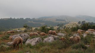 Jean-Yves Bony, l'un des rapporteur de la mission parlementaire, propose de relever le plafond de prélèvement aujourd’hui fixé à 19 % si la nouvelle méthode de comptage de la population lupine ne s’avère pas suffisamment fiable.