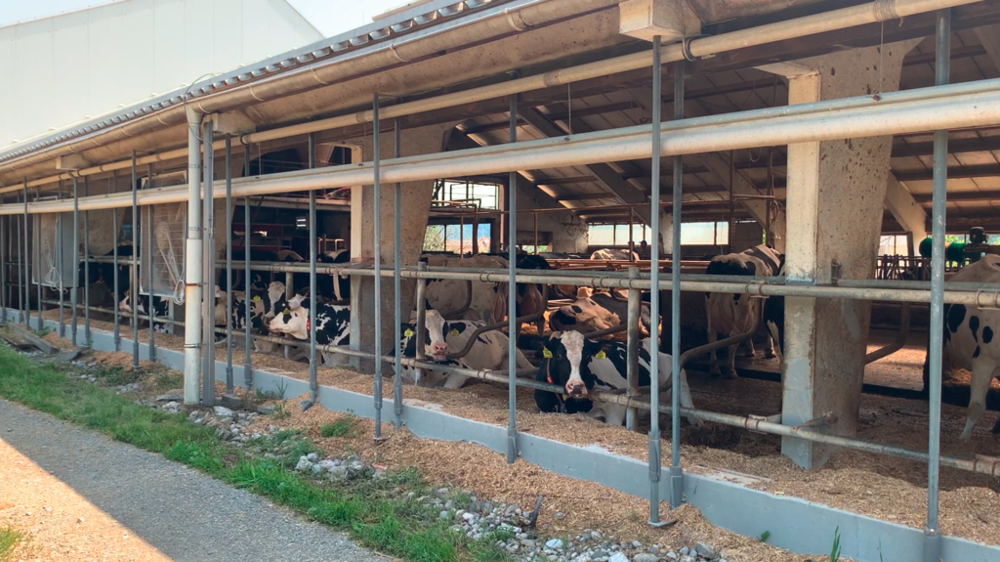 Stabulation vaches laitières