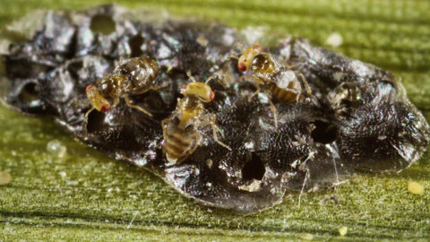 L'Alliance Biocontrôle a présenté les résultats de l'année 2024 pour le biocontrôle, dans un communiqué diffusé le 28 avril 2025.