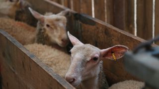 A 11,04 €/kg net en moyenne pendant la semaine de Pâques, le prix de l'agneau est supérieur de 1,48 € à celui de 2024 à la même époque.