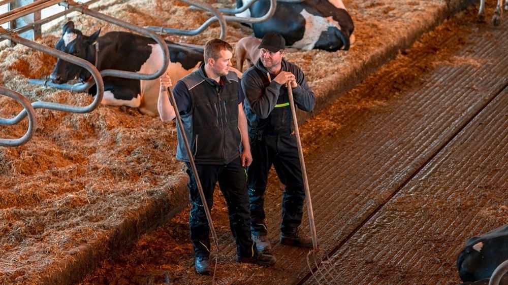 Deux éleveurs de vaches laitières en bâtiment Deux éleveurs de vaches laitières en bâtiment
