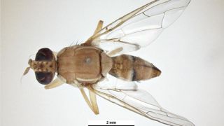 Bactrocera zona Euwallacea similis adulte. Bactrocera zona Euwallacea similis adulte.