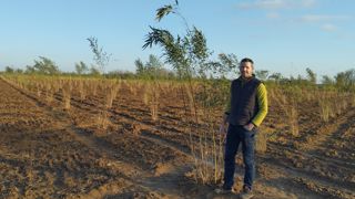 Jérôme Sachot a mis en place une culture de bambous pour se diversifier sur 17 hectares. Jérôme Sachot a mis en place une culture de bambous pour se diversifier sur 17 hectares.