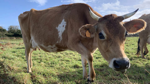 La FAO appelle à la vigilance face à la résurgence de la fièvre aphteuse en Europe. La FAO appelle à la vigilance face à la résurgence de la fièvre aphteuse en Europe.