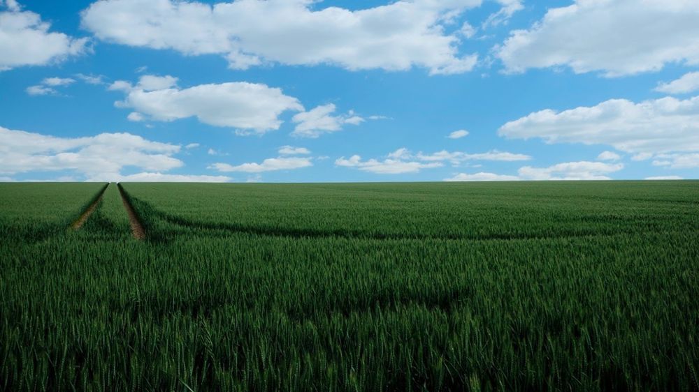 Champ de blé vert sous un ciel bleu avec nuages Champ de blé vert sous un ciel bleu avec nuages