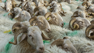 La situation économique des fermes ovins lait a subi « de fortes dégradations » en 2022 et 2023, avant de se redresser partiellement en 2024, rapporte France Brebis Lait. La situation économique des fermes ovins lait a subi « de fortes dégradations » en 2022 et 2023, avant de se redresser partiellement en 2024, rapporte France Brebis Lait.