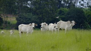 Le Brésil va pouvoir répliquer si ses partenaires commerciaux exigent des normes supplémentaires.