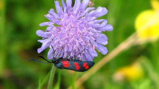 Knautia arvensis ou knautie des champs (capitule). Knautia arvensis ou knautie des champs (capitule).