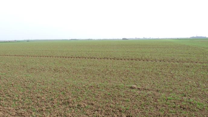 Parcelle d'orge de printemps fin mars 2012.