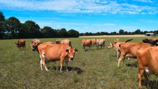 17 % des élevages bio de l’Ouest sont en vêlages groupés.