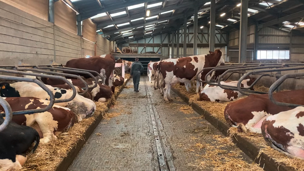 Vaches Montbéliardes en stabulation