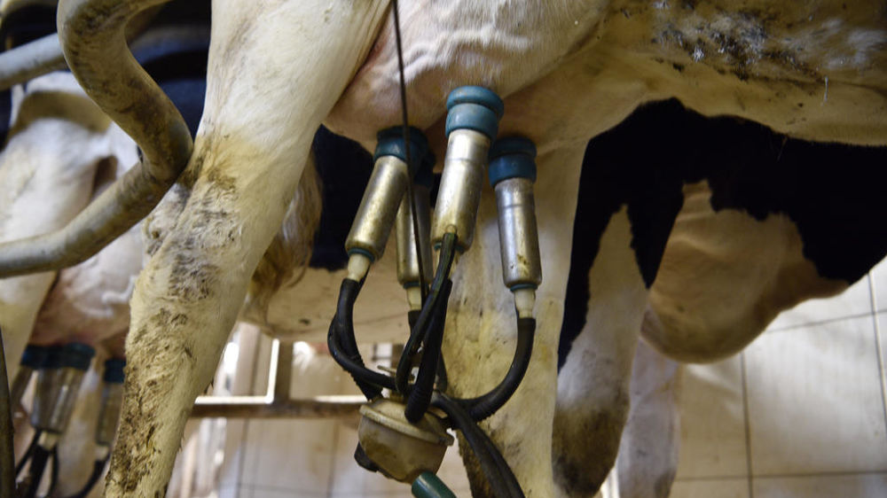En mars 2025, le prix du lait conventionnel de vache s'élève à 498 €/1 000 litres.