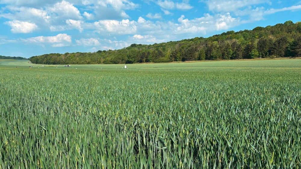 Champ de blé