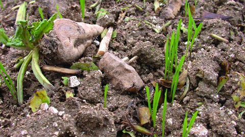 Des virus responsables de la jaunisse de la betterave ont été retrouvés dans les repousses.