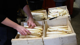 En pleine saison de production en France, les asperges continuent d'être massivement importées à bas prix. En pleine saison de production en France, les asperges continuent d'être massivement importées à bas prix.