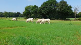 Le pâturage du teff grass s'effectue en deuxième exploitation après une récolte de foin ou d'enrubannage pour que la plante ait le temps de renforcer son enracinement. Le pâturage du teff grass s'effectue en deuxième exploitation après une récolte de foin ou d'enrubannage pour que la plante ait le temps de renforcer son enracinement.