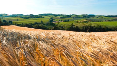 Les zones intermédiaires souffrent d'un problème de rendement et de compétitivité qui les rend peu attractives pour les nouvelles générations d'agriculteurs. Les zones intermédiaires souffrent d'un problème de rendement et de compétitivité qui les rend peu attractives pour les nouvelles générations d'agriculteurs.