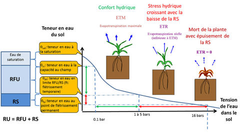 Relations entre la teneur en eau du sol, la tension de l’eau dans le sol et le statut hydrique d’une culture