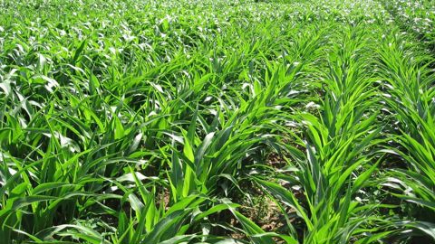 Le sorgho est une culture sensible à la concurrence des adventices, notamment des graminées estivales