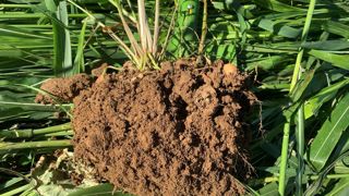 Pour l"heure, la vente des crédits carbone liés au label Au cœur des sols de l'Association pour la promotion d'une agriculture durable (Apad) « est encore timide », estime Benoît Lavier, agriculteur en Côte-d'Or et gestionnaire de la SAS créée pour cet objectif. Pour l"heure, la vente des crédits carbone liés au label Au cœur des sols de l'Association pour la promotion d'une agriculture durable (Apad) « est encore timide », estime Benoît Lavier, agriculteur en Côte-d'Or et gestionnaire de la SAS créée pour cet objectif.