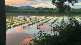 De fortes pluies conduisant à des inondations ont concerné plusieurs secteurs, mardi 20 mai : Bormes-les-Mimosas, certaines communes du golfe de Saint-Tropez... La chambre d’agriculture a réactivé sa cellule de crise pour recenser les dégâts et accompagner les agriculteurs concernés. De fortes pluies conduisant à des inondations ont concerné plusieurs secteurs, mardi 20 mai : Bormes-les-Mimosas, certaines communes du golfe de Saint-Tropez... La chambre d’agriculture a réactivé sa cellule de crise pour recenser les dégâts et accompagner les agriculteurs concernés.