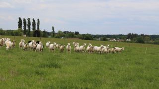 Après 4 ou 5 mois de pâturage, les agneaux sont protégés contre le taenia.