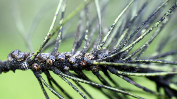 "Cochenille-tortue" du pin : colonie avec fumagine, à Rayol-Canadel-sur-Mer (83).