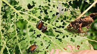Véritable « auto-stoppeur » arrivé en Italie, en Suisse et en Allemagne, Popillia japonica semble voyager aussi bien par camion, voiture ou avion… Il pourrait bientôt franchir la frontière française.