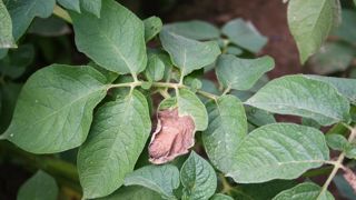 La lutte contre le mildiou sur pommes de terre fait partie des nouveaux plans d'action validés du Parsada. Des projets de recherche et développement sur cette thématique pourront bénéficier d'un financement.