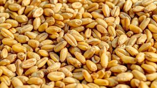 Les prix du blé, maïs et soja sont à la baisse sur une semaine, sur les marchés mondiaux.