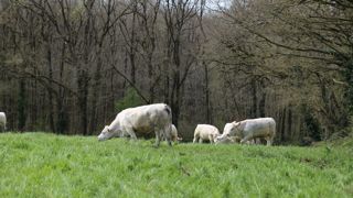 L'arrêté de tir en projet prévoit une dizaine de mesure de réduction de vulnérabilité dont la visite quotidienne des lots.