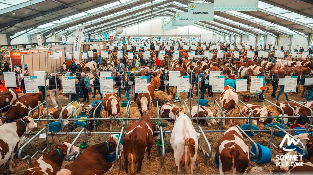 Vaches au Sommet de l'élevage