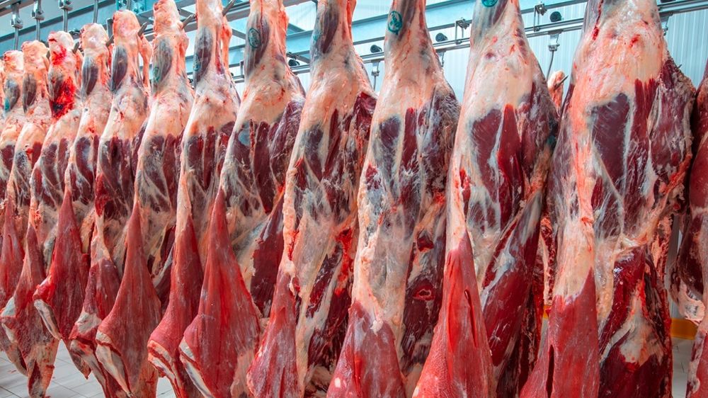 Carcasses de bovins à l'abattoir Carcasses de bovins à l'abattoir