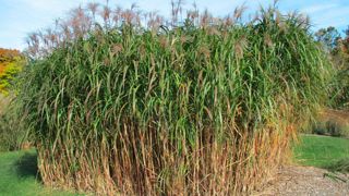 Du miscanthus géant (Miscanthus x giganteus) a été découvert en août 2023 sur une berge. Les six tiges sont passées à douze en juillet 2024. Du miscanthus géant (Miscanthus x giganteus) a été découvert en août 2023 sur une berge. Les six tiges sont passées à douze en juillet 2024.