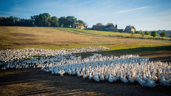 Cette opération va permettre l’intégration d’environ 400 000 canards supplémentaires par an, produits par des adhérents d'Arterris, au niveau du site industriel de Gramat (Lot) exploité par La Quercynoise.