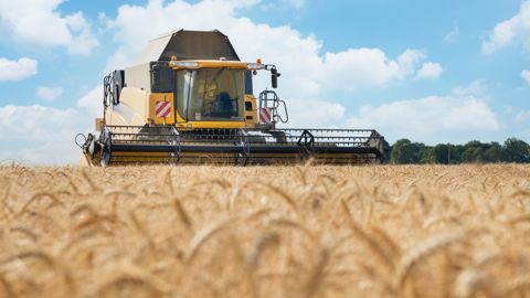 A l'échelle mondiale, les récoltes s'annoncent « satisfaisantes », et bien meilleures que l'an dernier en Europe.