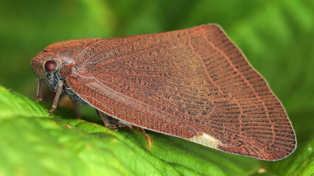 Pochazia shantungensis (imago). Pochazia shantungensis (imago).