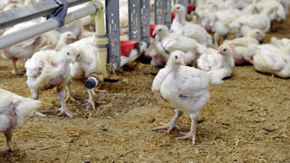 La production européenne de viande de volaille a augmenté de plus de 5 % sur les deux premiers mois de 2025 par rapport à la même période en 2024. La production européenne de viande de volaille a augmenté de plus de 5 % sur les deux premiers mois de 2025 par rapport à la même période en 2024.