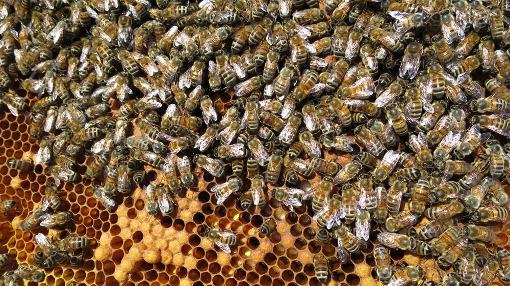Pour le Conseil d’État, les éléments avancés par Phyteis ne suffisent pas à réfuter les études scientifiques (menées notamment sur les abeilles)  sur lesquelles les autorités françaises se sont appuyées en décembre 2020.