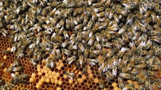 Pour le Conseil d’État, les éléments avancés par Phyteis ne suffisent pas à réfuter les études scientifiques (menées notamment sur les abeilles)  sur lesquelles les autorités françaises se sont appuyées en décembre 2020.