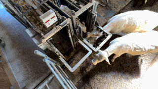 Une balance automatisée développée par l'Inrae sépare l'enclos des veaux de celui de leurs mères, pour estimer la production laitière sans casser le rythme naturel de tétée. Une balance automatisée développée par l'Inrae sépare l'enclos des veaux de celui de leurs mères, pour estimer la production laitière sans casser le rythme naturel de tétée.