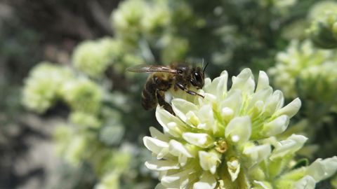 La plateforme en ligne lancée par l'OFB et l'association Arthropologia vise à offrir un espace commun de ressources, de partage et de valorisation d’expériences pour ceux qui souhaitent contribuer à la préservation des insectes pollinisateurs.
