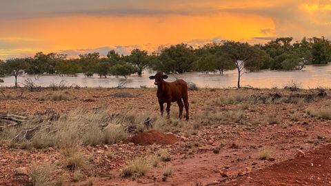 Les inondations du mois de mars 2025 sont les pires que l'État du Queensland a connues. Les inondations du mois de mars 2025 sont les pires que l'État du Queensland a connues.